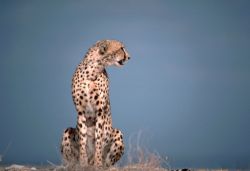 Cheetah Image