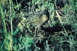 California Clapper Rail Image