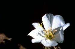 Evening Primrose Image