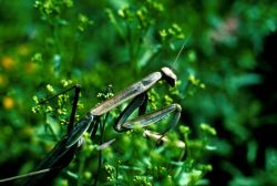 Praying Mantis Image