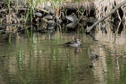 Hooded Merganser Image