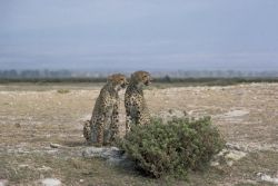 Cheetahs Image