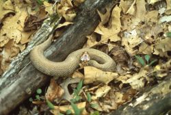 Cottonmouth Snake Image