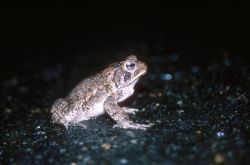 Fowler's Toad (Bufo fowleri) Image
