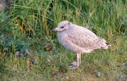 Mew Gull (Larus canus) Image
