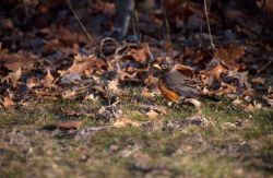 American Robin (Turdus migratorius) Photo