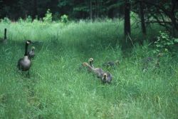 Canada Geese (Branta canadensis) Image