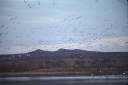 Snow Geese (Chen caerulescens) Image