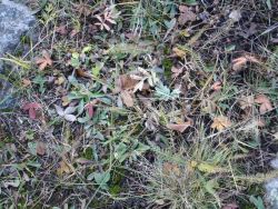 Ground vegetation at Valles Caldera National Preserve Image