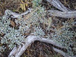 Ground Vegetation at the Valles Caldera National Preserve Image