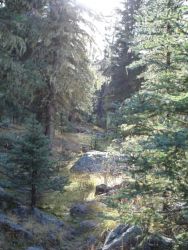 Forest View at Valles Caldera Image