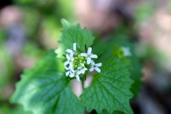 Garlic mustard (Alliaria petiolata) Image