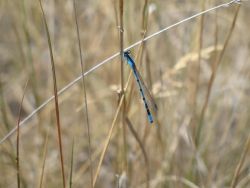 Bluet (Enallagma sp.) Image