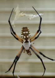 Garden Spider (Argiope aurantia) Image
