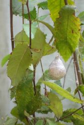 Garden Spider (Argiope aurantia) Egg Sac Image