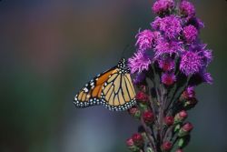 Monarch Butterfly on Dense Blazing Star Image