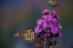 Monarch Butterfly on Dense Blazing Star Image