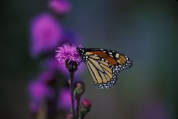 Monarch Butterfly on Dense Blazing Star Image