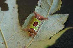 Saddleback Caterpillar (Acharia stimulea) Image