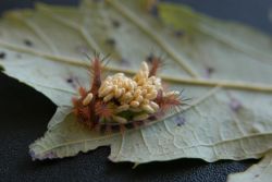 Saddleback Caterpillar (Acharia stimulea) with Wasp Cocoons Image