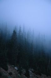Morning Fog Image