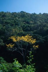 Maya Mountains Image