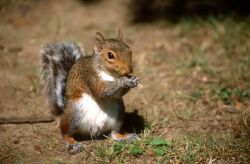 Eastern Gray Squirrel (Sciurus carolinensis) Photo