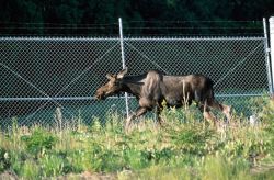 Moose (Alces alces) Image