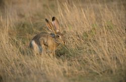 Black-tailed Jack Rabbit (Lepus californicus) Photo
