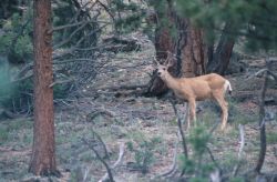 Mule Deer (Odocoileus hemionus) Image