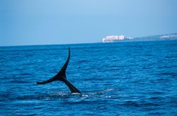 Humpback Whale (Megaptera novaeangliae) Image