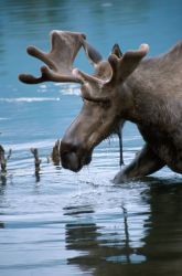 Moose (Alces alces) Image