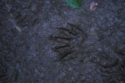 Raccoon Tracks Image
