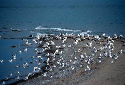 Point Pelee National Park Image
