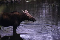 Moose (Alces alces) Image