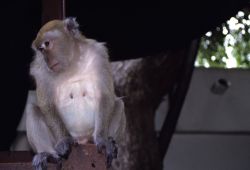 Long-tailed Macaque (Macaca fascicularis) Photo
