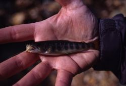 Brook Trout (Salvelinus fontinalis) Photo