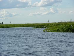 Floating vegetation in Pantanal Image