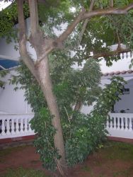 Garden Plants in Asuncion Image