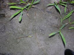Wild Cat Tracks in Pantanal Image