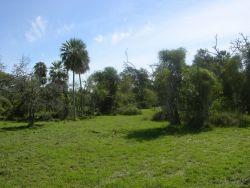 Palm Savannah Image