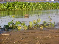 Water Hyacinth (Eichhornia crassipes) Image