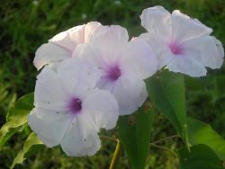 Morning Glory (Ipomoea carnea) Image