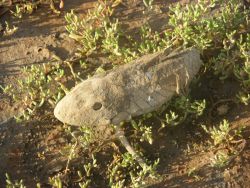 Fish skeleton Image