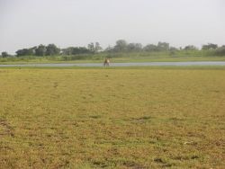 Wetland in Asuncion Bay Image