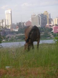 Asuncion Mule (Equus) Image