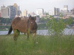 Asuncion Mule (Equus) Image