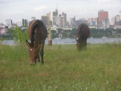 Asuncion Mule and Horse Image