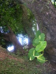 Asuncion Garden Plants (Philodendron sp.) Image
