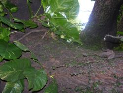 Asuncion Garden Plant (Philodendron sp.) Image